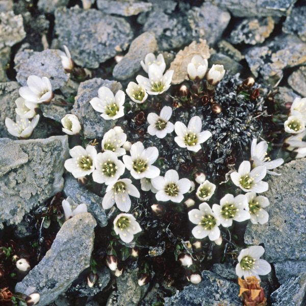 Arenaria pseudofrigida Svalbard Kongsfjordsletta E. Fremstad 7.1991